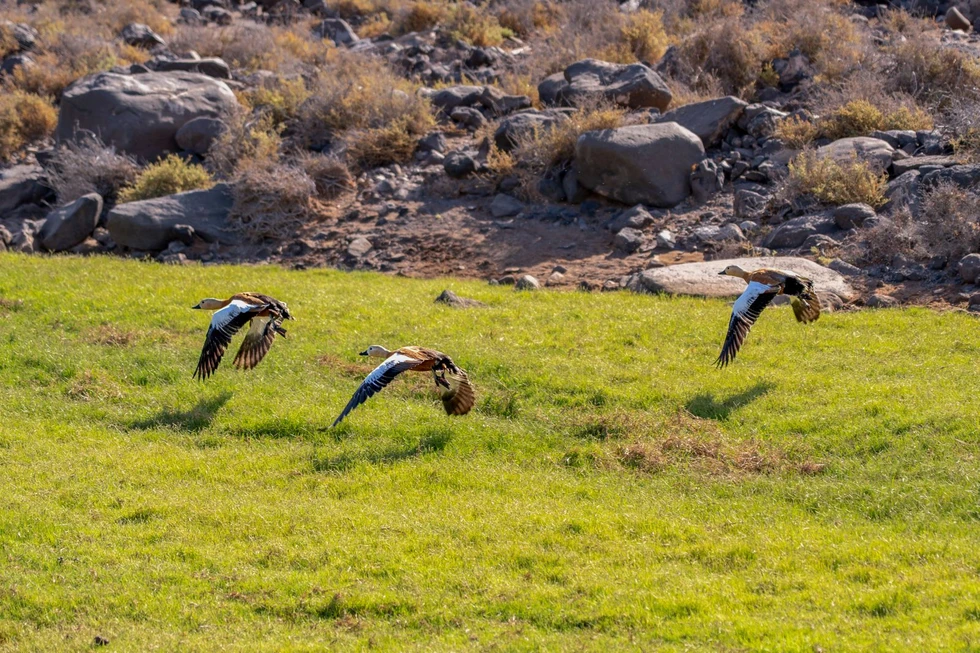 Liberados 4 ejemplares de tarro canelo tras recibir cuidados en Fuerteventura