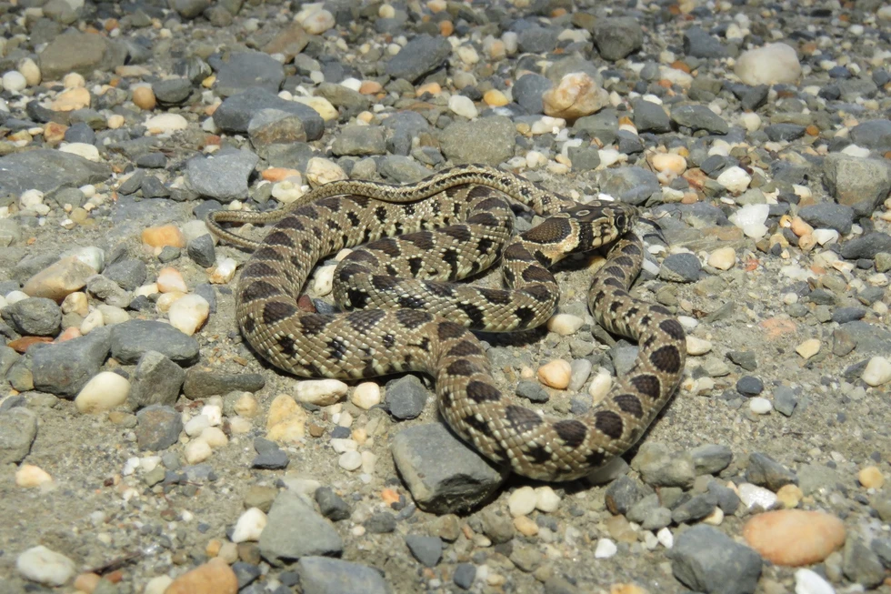 Identifican 94 especies exóticas que podrían suponer un alto riesgo para la biodiversidad de Canarias / TVi