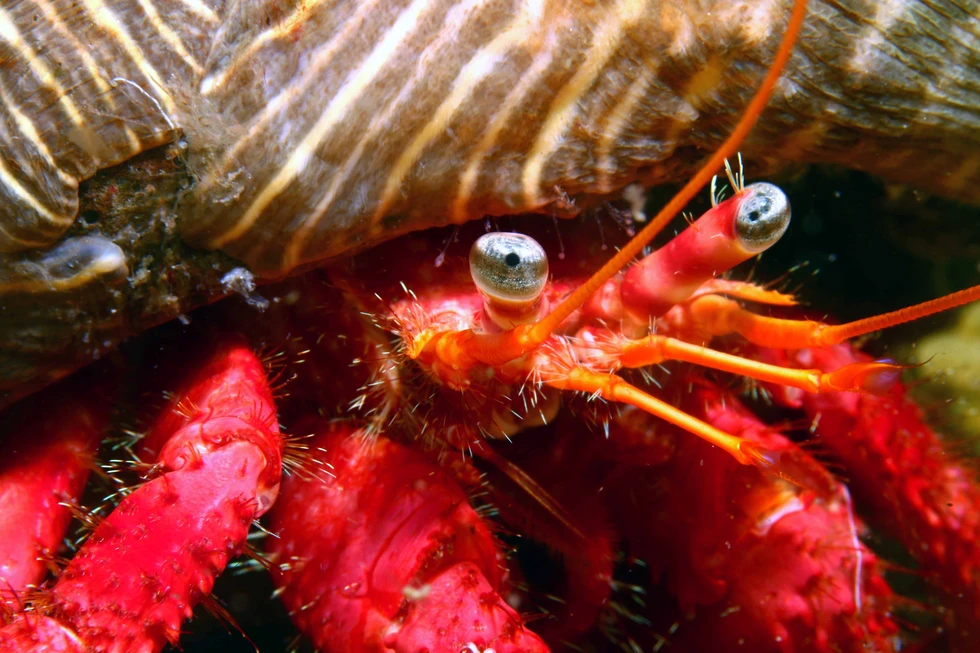 Hallan por primera vez dos especies marinas de aguas cálidas en Galicia