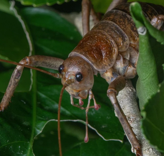El insecto más pesado de Nueva Zelanda se salva de la extinción