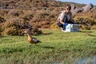 Liberados 4 ejemplares de tarro canelo tras recibir cuidados en Fuerteventura