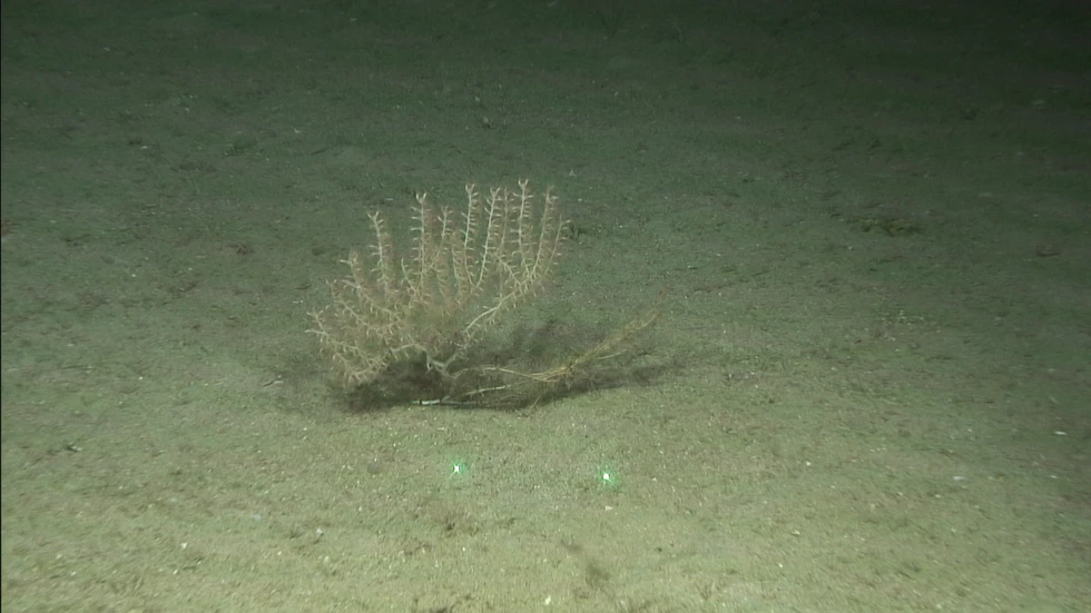 Concluyen los trabajos de campo para estudiar los montes submarinos del mar de Alborán y el Estrecho Oriental