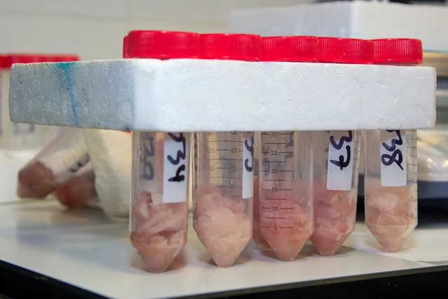 La ULPGC analiza las especies de pescado donde existe un mayor impacto de la ciguatera en Canarias