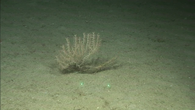 Concluyen los trabajos de campo para estudiar los montes submarinos del mar de Alborán y el Estrecho Oriental