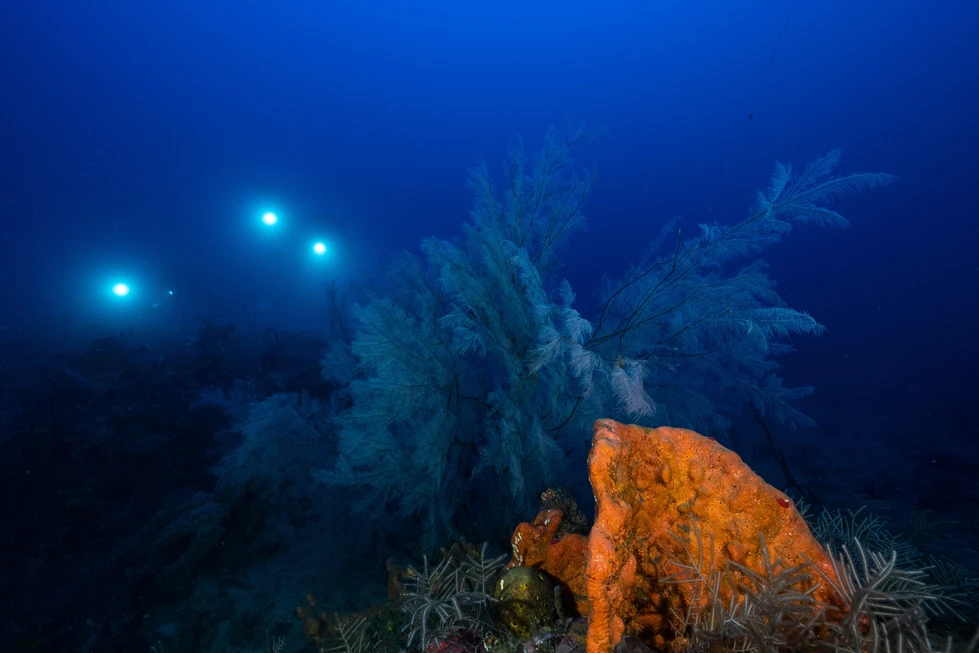 Bosque marino animal multiespecífico en Guadalupe (Caribe), con una colonia del coral negro Plumapathes pennacea a unos 50 m de profundidad. Autor: Franck Gazzola - Under The Pole.