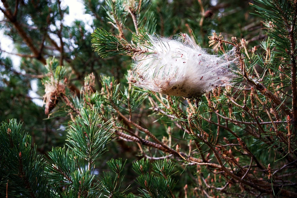 Madrid controla la población de oruga procesionaria