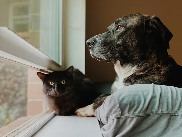 Dormir con un perro o con un gato... ¿Qué es más saludable?