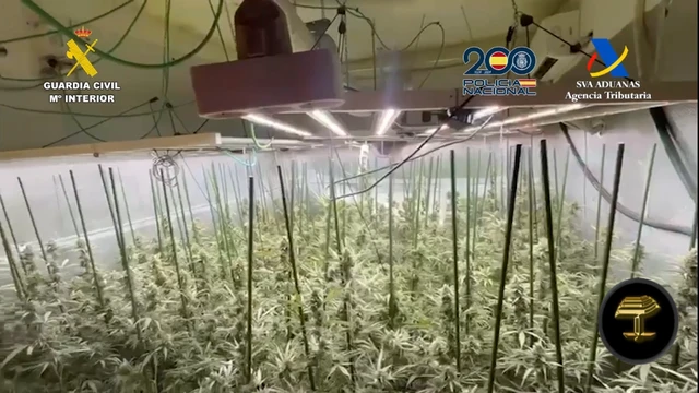 Desarticulada una organización criminal especializada en el envío de marihuana a Alemania y Polonia