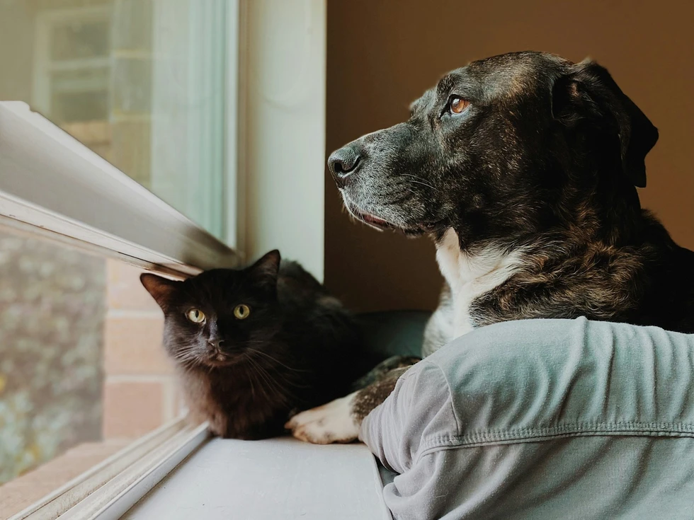 Perro y gato / Madalyn Cox (Unsplash)