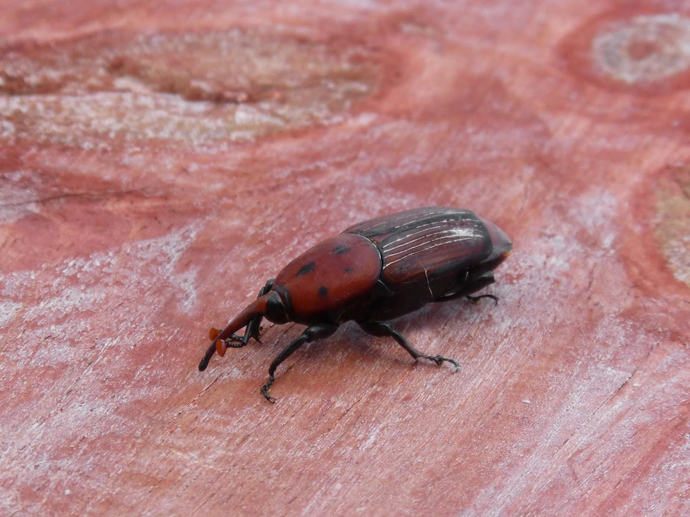 Identifican 94 especies exóticas que podrían suponer un alto riesgo para la biodiversidad de Canarias / TVi