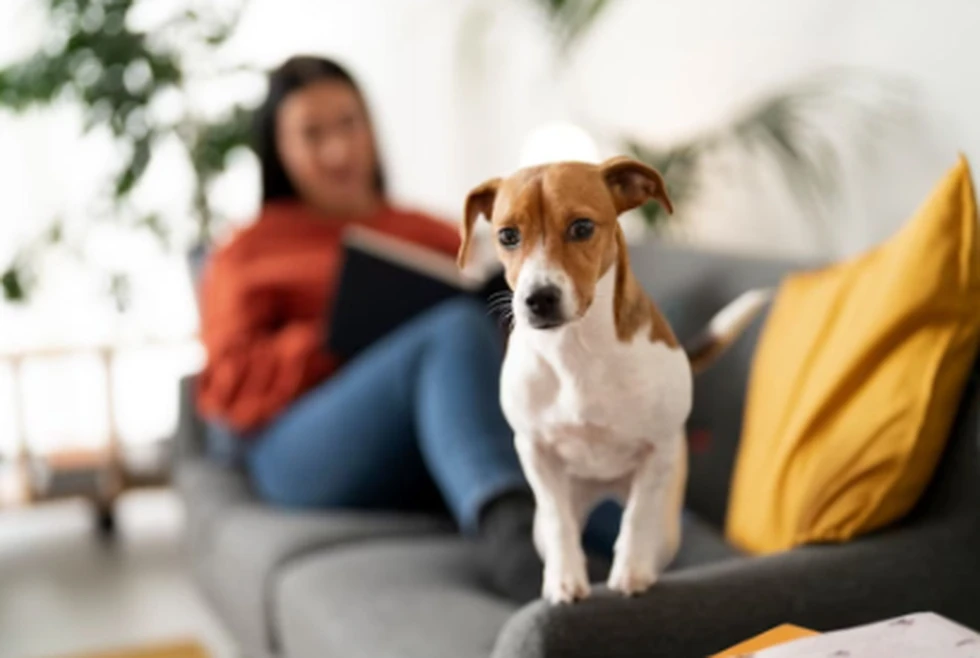 Sólo el 6,58% de los alquileres en España admiten animales de compañía