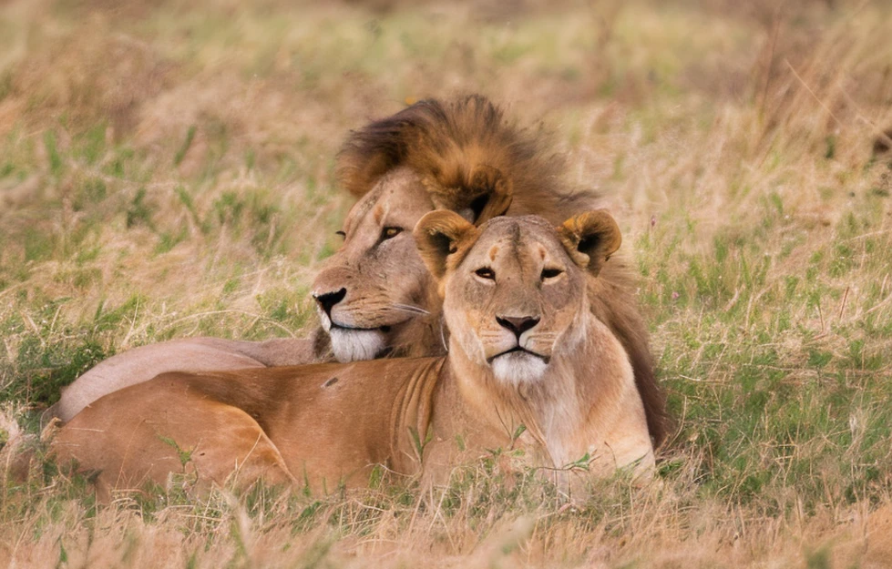 Los destinos de safari más destacados de África