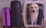 Viajar en avión con tu perro este verano: los cinco errores más comunes