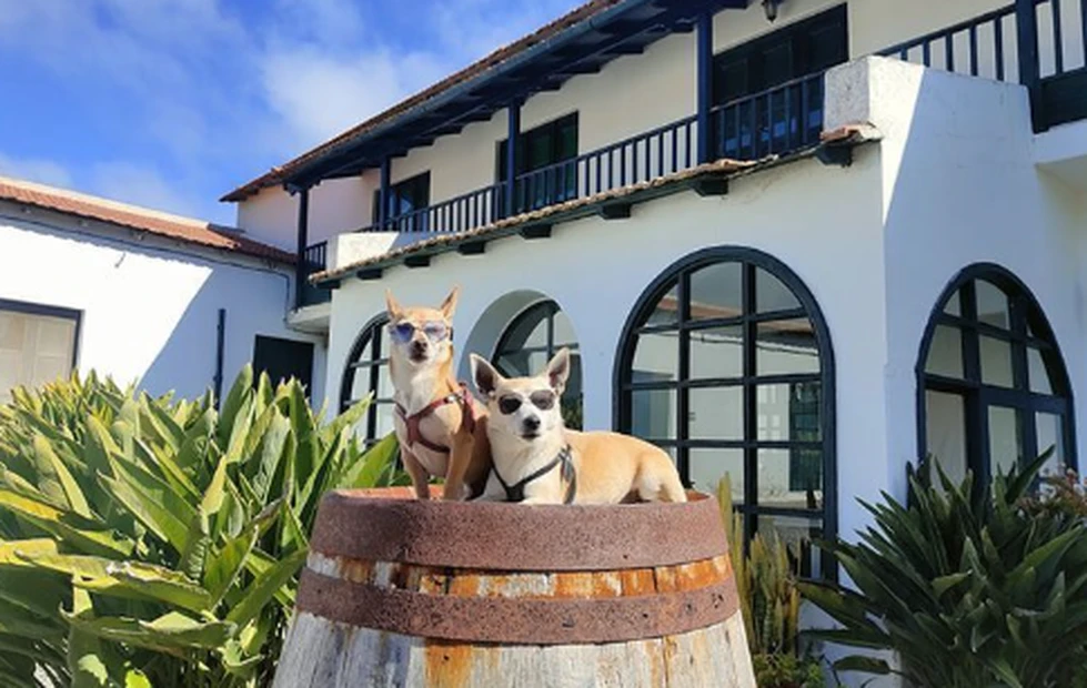 La Ruta del Vino de Gran Canaria en compañía de tu mascota