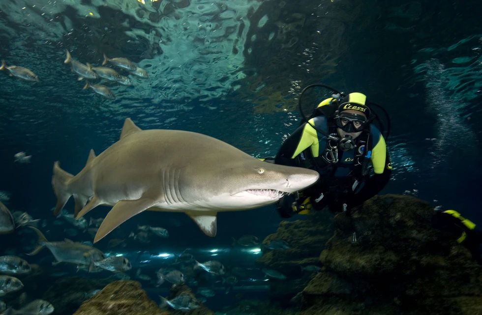 Avistamiento de cetáceos y kayak en Los Gigantes, Tenerife, ha sido elegida como una de las mejores experiencias acuáticas de España